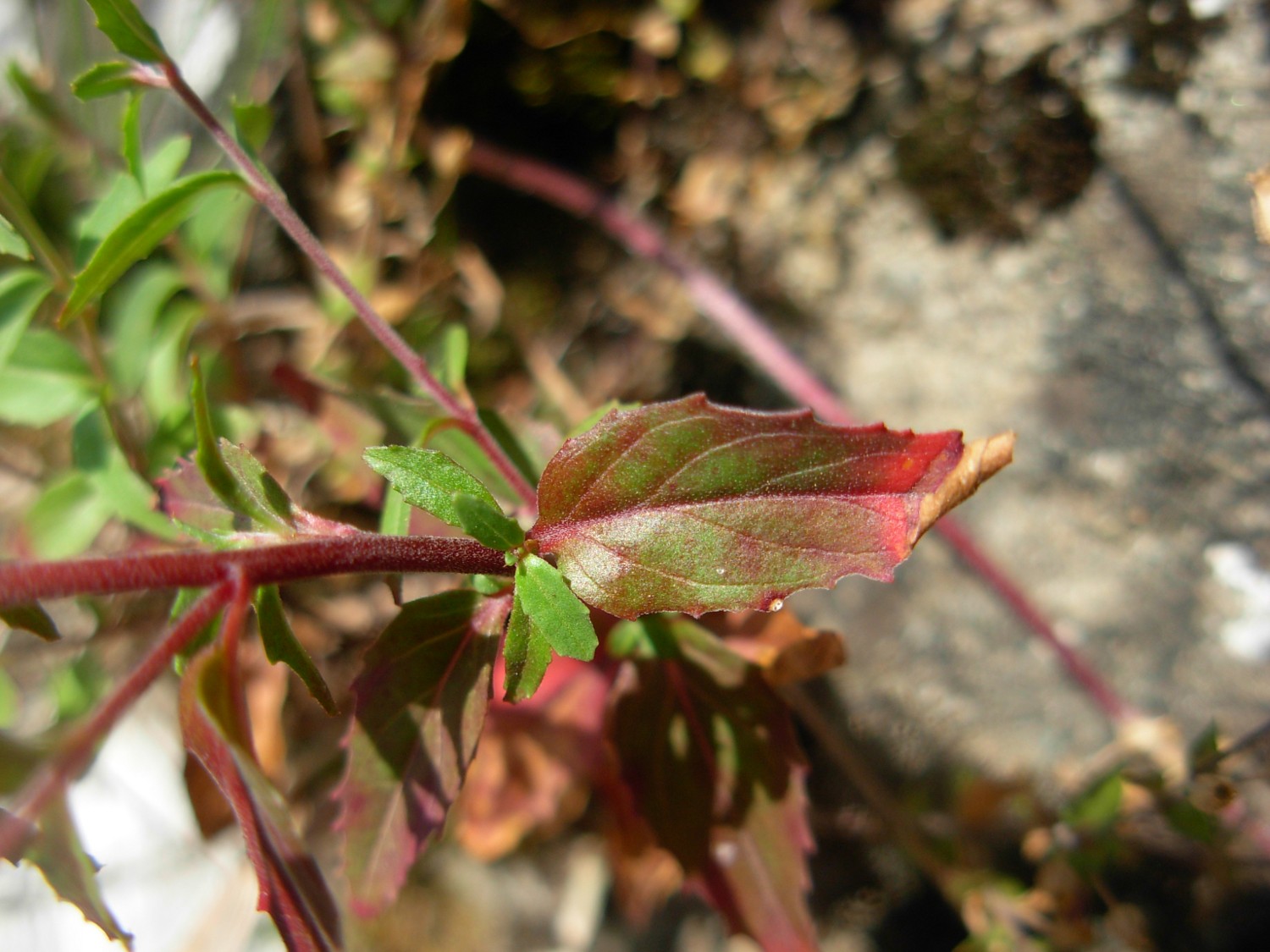 Epilobium collinum C.C.Gmel. / Garofanino di collina